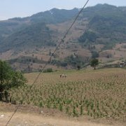 Cuauxinca _huauchinango20